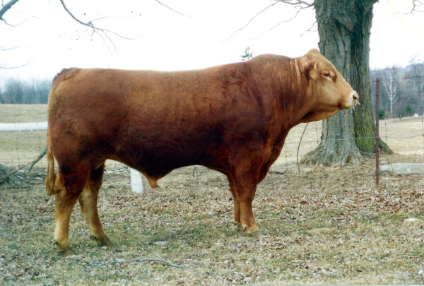 Black Ink Polled Kellogg