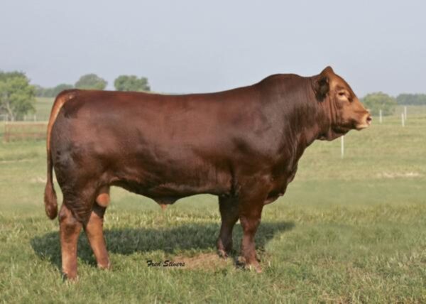 EAFF Polled Hummer 530P