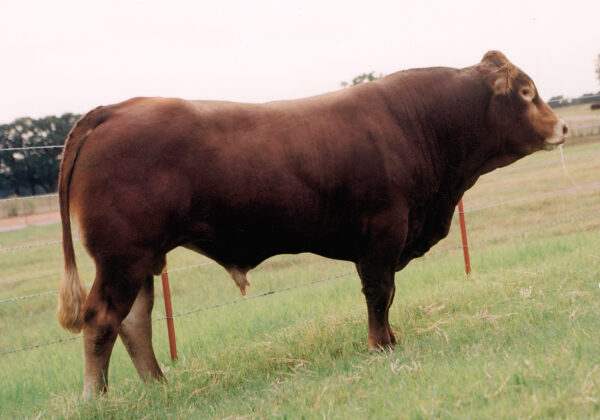 JLSG Polled Titanic 1467G